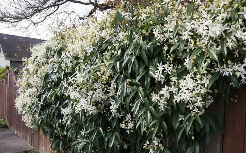 Snowdrift Evergreen Clematis Armandii - 5 Gallon Pot - Image 8