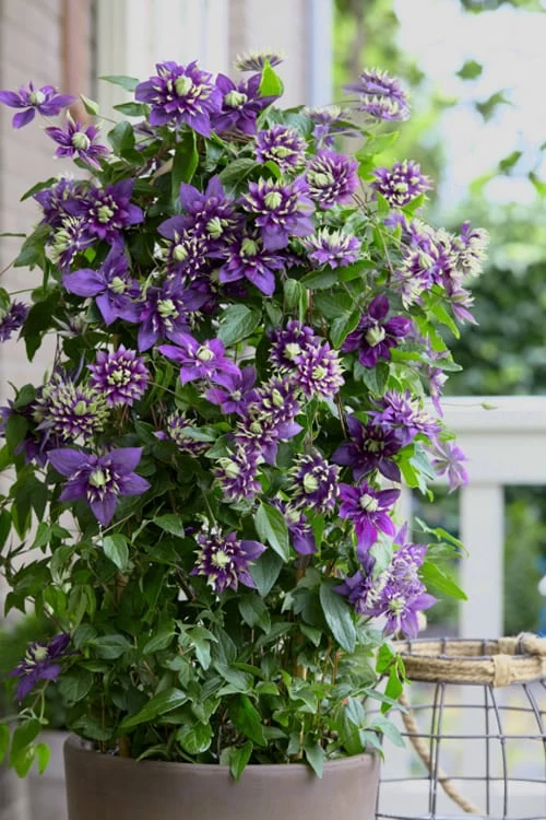 Taiga Clematis - 3 Gallon Pot - Image 4
