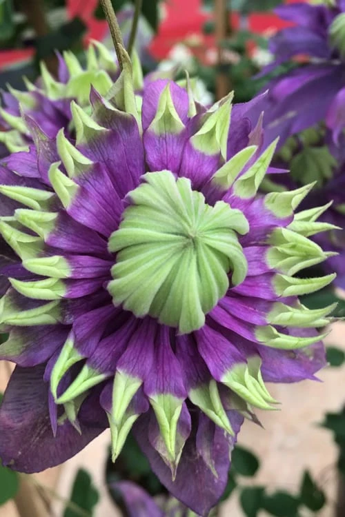 Taiga Clematis - 3 Gallon Pot - Image 6