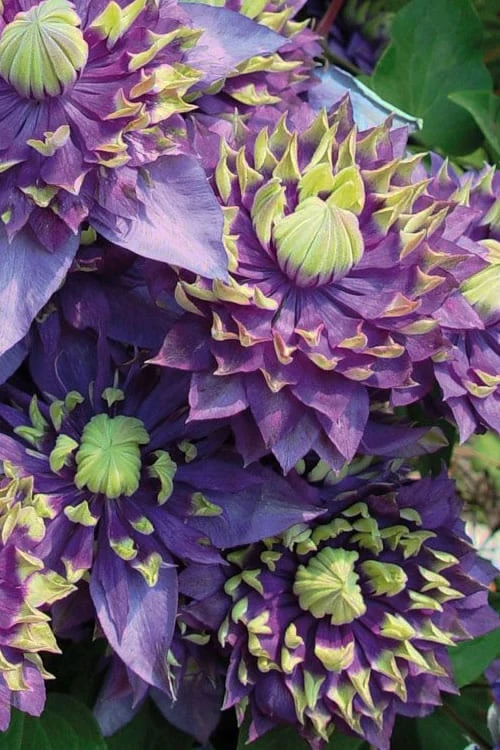 Taiga Clematis - 3 Gallon Pot - Image 5