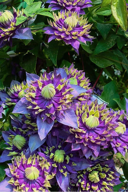 Taiga Clematis - 3 Gallon Pot - Image 7