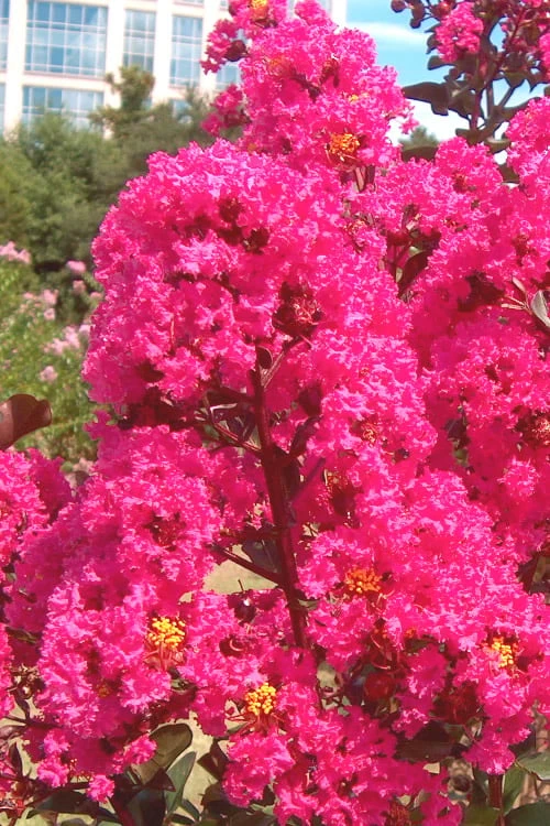 Pink Velour Crape Myrtle Tree - 5 Gallon Pot - Image 5
