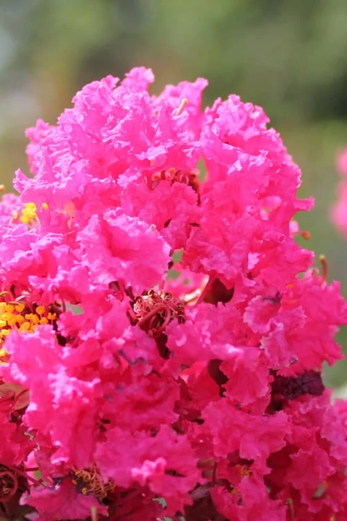 Pink Velour Crape Myrtle Tree - 5 Gallon Pot - Image 4