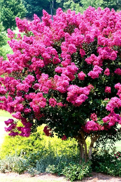 Pink Velour Crape Myrtle Tree - 5 Gallon Pot