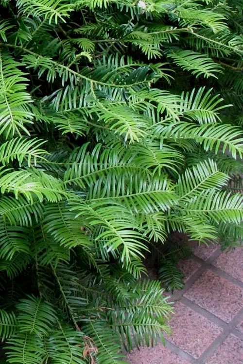 Creeping Japanese Plum Yew (Cephalotaxus Harringtonia 'Prostrata') - 3 Gallon Pot - Image 8