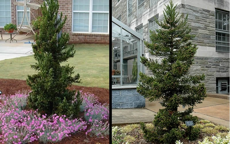 Black Dragon Cryptomeria - Japanese Cedar - 2 Gallon Pot - Image 4