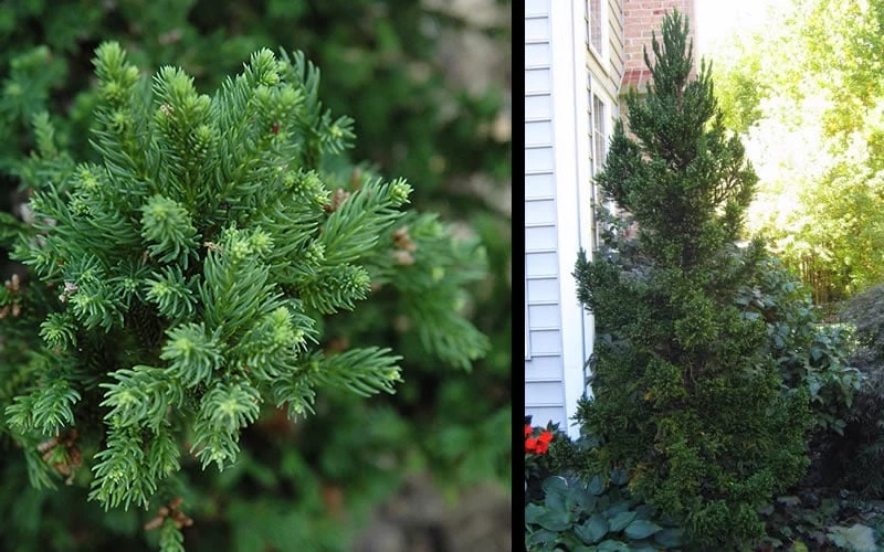 Black Dragon Cryptomeria - Japanese Cedar - 2 Gallon Pot - Image 5