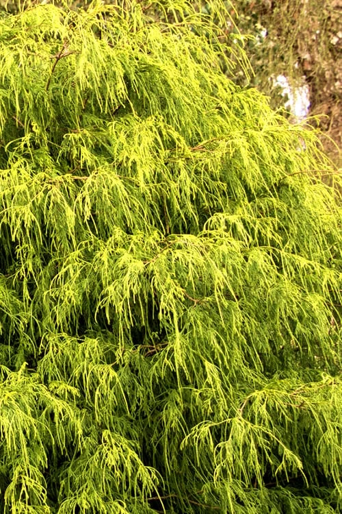 Gold Mop Threadleaf Cypress - 3 Gallon Pot - Image 8