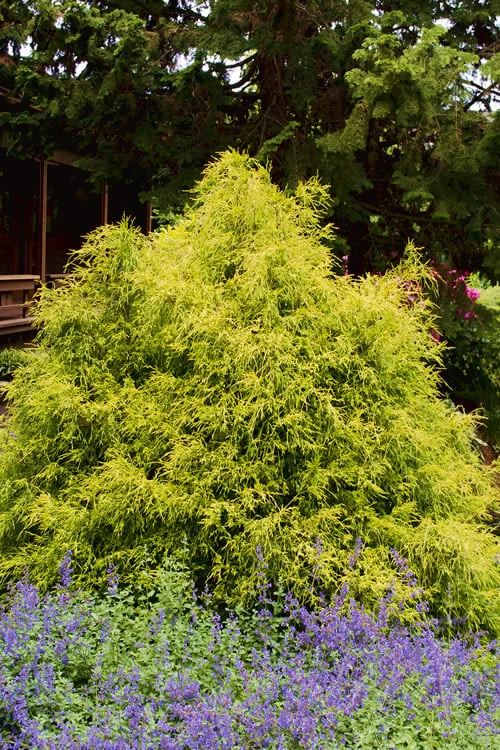 Gold Mop Threadleaf Cypress - 3 Gallon Pot - Image 7