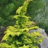 Gold Tip Fernspray Hinoki Cypress - 3 Gallon Pot