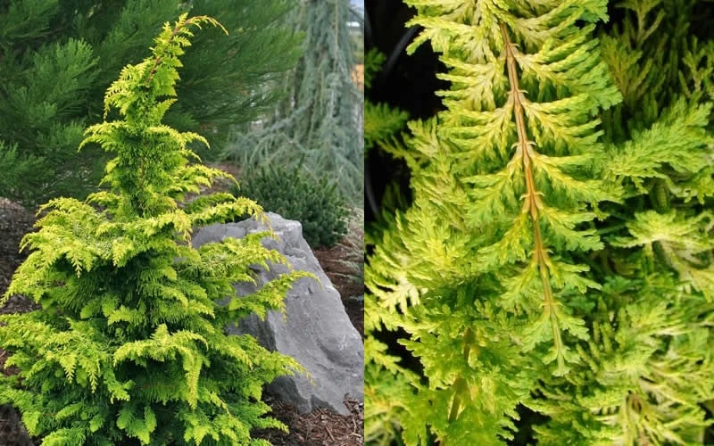 Gold Tip Fernspray Hinoki Cypress - 3 Gallon Pot - Image 4