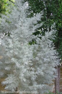 Silver Smoke Arizona Cypress - 3 Gallon Pot