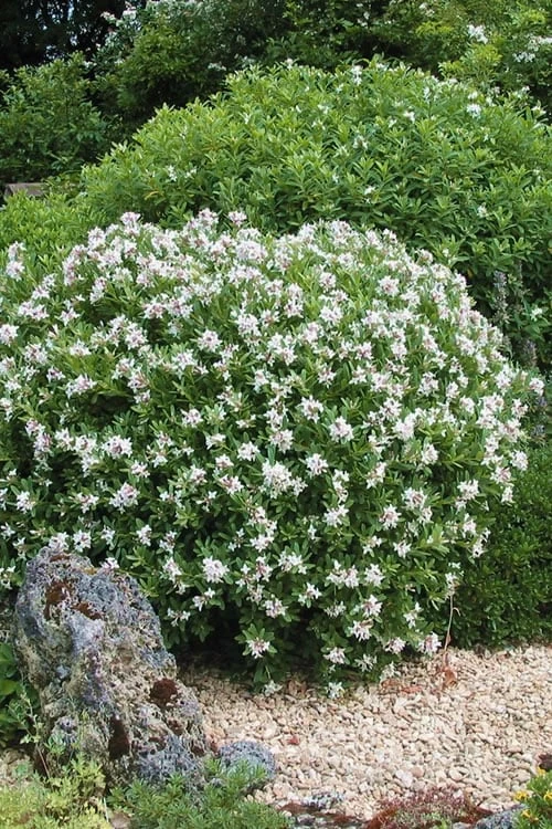 Eternal Fragrance Pink Summer Daphne - Daphne X Transatlantica 'BLAFRA' - 3 Gallon Pot - Image 5