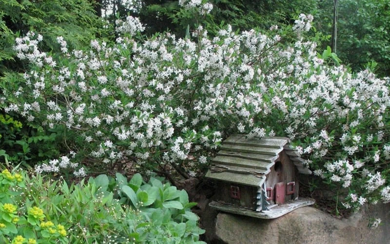 Summer Ice Daphne - 5 Gallon Pot - Image 4