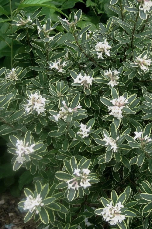 Summer Ice Daphne - 5 Gallon Pot - Image 5