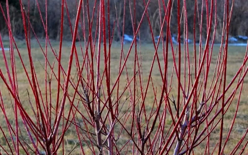Flamingo Dappled Willow (Shrub Form) - 1 Gallon Pot - Image 6