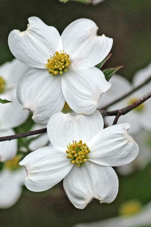 Appalachian Spring White Dogwood - 5 Gallon Pot - Image 5