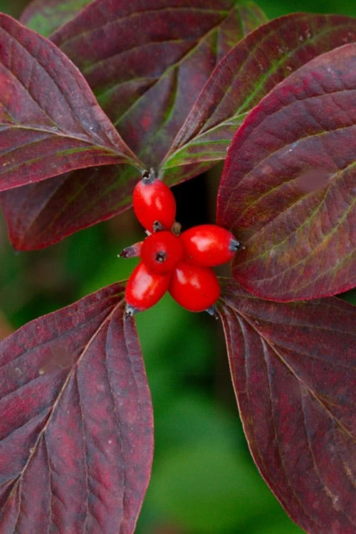 Appalachian Spring White Dogwood - 5 Gallon Pot - Image 6