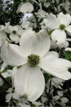 Cherokee Princess White Dogwood - 7 Gallon Pot (5-6')