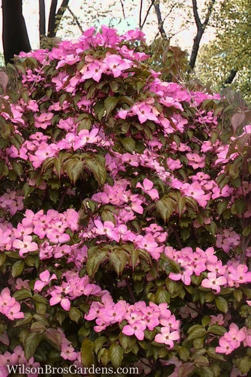 Pink Chinese Dogwood - Cornus Kousa 'Satomi' - 5 Gallon Pot - Image 4
