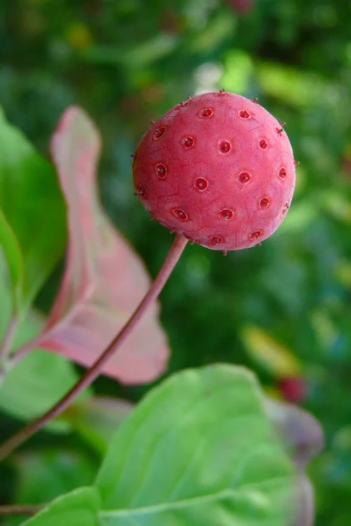Pink Chinese Dogwood - Cornus Kousa 'Satomi' - 5 Gallon Pot - Image 7