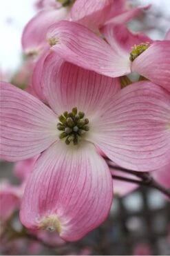 Pink Dogwood Tree - Cornus Florida - 3 Gallon Pot