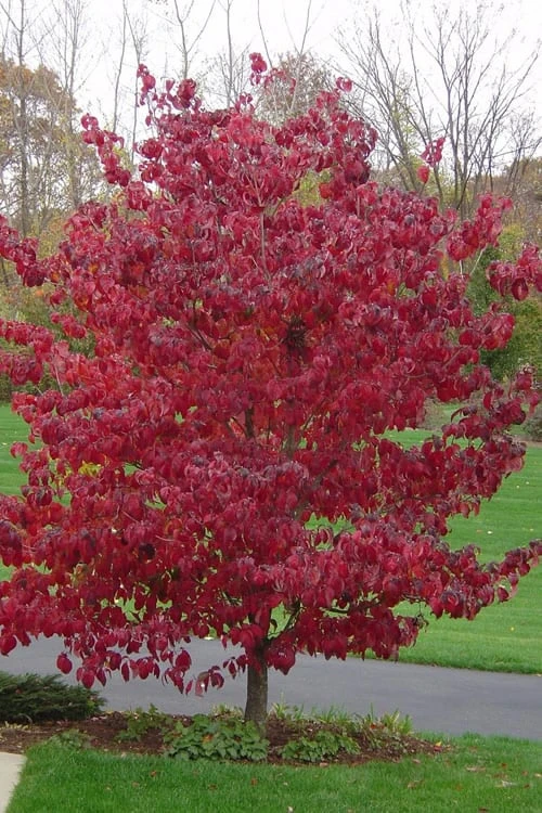 Pink Dogwood Tree - Cornus Florida - 3 Gallon Pot - Image 5