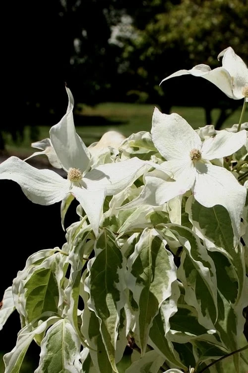 Summer Fun Variegated Dogwood - Cornus Kousa - 5 Gallon Pot (2-3') - Image 7