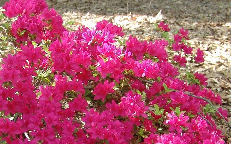 Autumn Sundance Encore Azalea - 1 Gallon Pot - Image 4