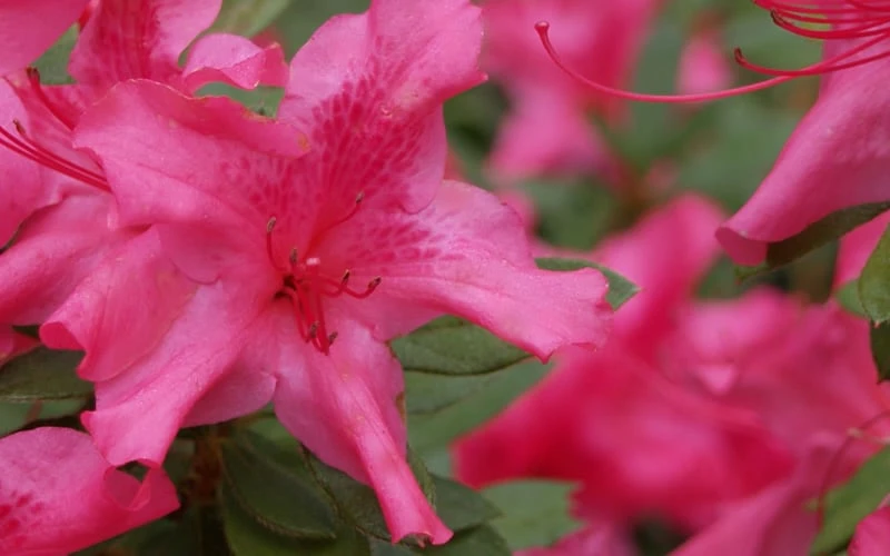 Autumn Sundance Encore Azalea - 1 Gallon Pot - Image 5
