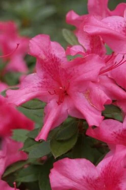 Autumn Sundance Encore Azalea - 1 Gallon Pot