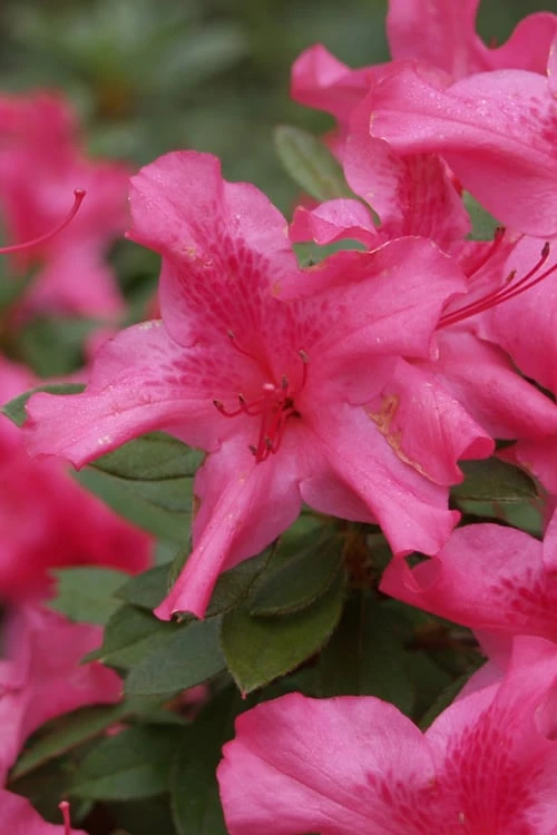 Autumn Sundance Encore Azalea - 1 Gallon Pot