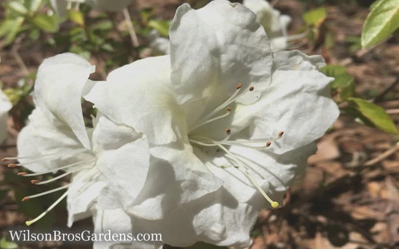 Autumn Moonlight Encore Azalea - 1 Gallon Pot - Image 4