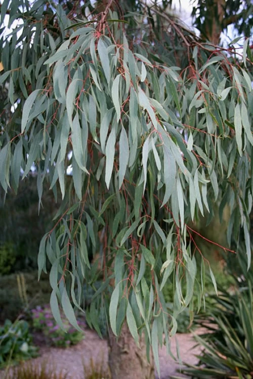 Angus Cold Hardy Eucalyptus Tree (Eucalyptus Nicholii) - 1 Gallon Pot - Image 8