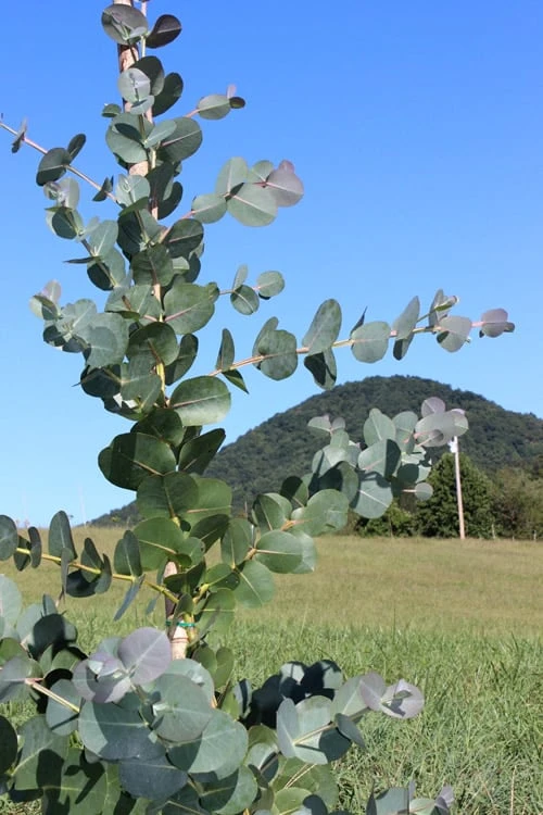 Big O Cold Hardy Eucalyptus Tree (Eucalyptus Neglecta) - Quart Pot - Image 6