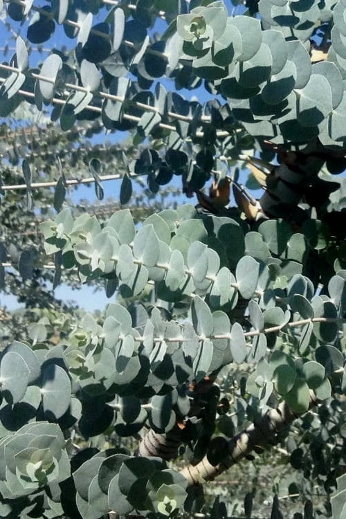 Bluey Cold Hardy Eucalyptus Tree (Eucalyptus Pulverulenta) - Quart Pot - Image 5
