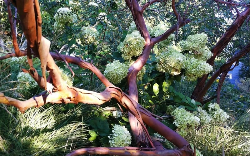 Funky Monkey Cold Hardy Eucalyptus Tree (Eucalyptus Parvula) - 2 Gallon Pot - Image 5