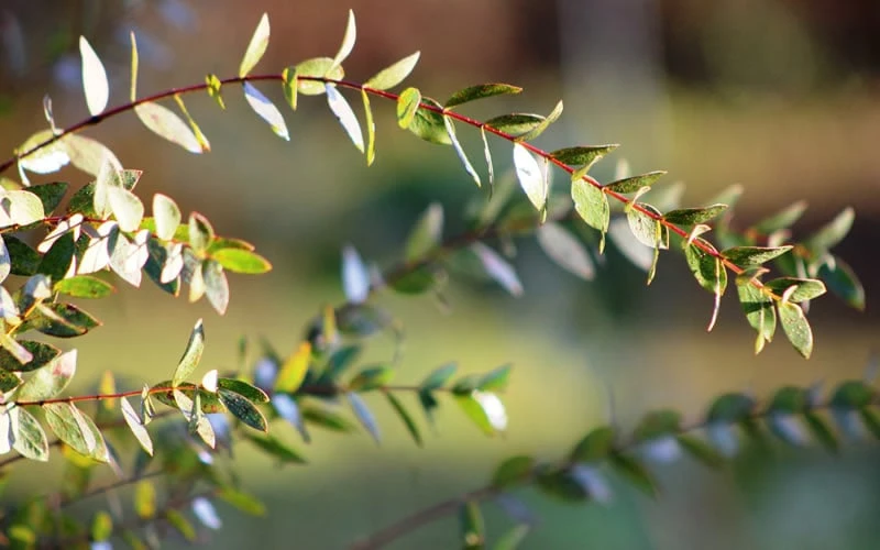 Funky Monkey Cold Hardy Eucalyptus Tree (Eucalyptus Parvula) - 5 Gallon Pot - Image 6