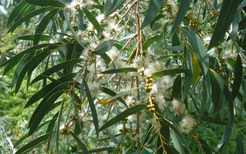 Funky Monkey Cold Hardy Eucalyptus Tree (Eucalyptus Parvula) - 2 Gallon Pot - Image 4