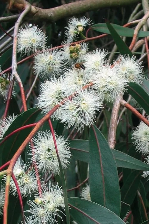 Jersey Girl Cold Hardy Eucalyptus Tree (Eucalyptus Macarthurii) - Quart Pot - Image 9