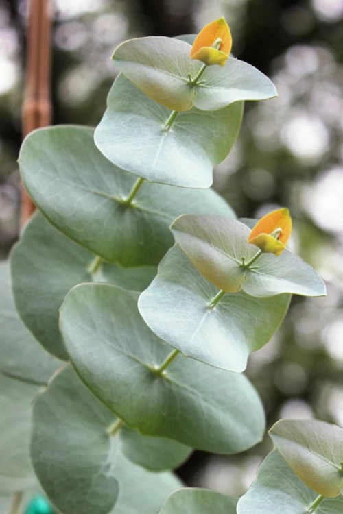 Luna Cold Hardy Eucalyptus Tree (Eucalyptus Perriniana) - 3 Quart Pot - Image 3