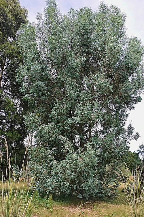 Luna Cold Hardy Eucalyptus Tree (Eucalyptus Perriniana) - 3 Gallon Pot - Image 4