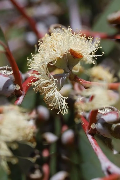 Luna Cold Hardy Eucalyptus Tree (Eucalyptus Perriniana) - 3 Gallon Pot - Image 5