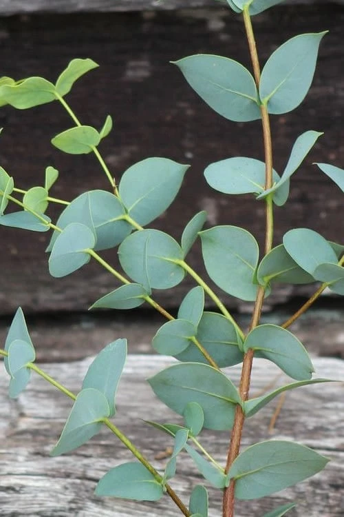 Sheila Cold Hardy Eucalyptus Tree (Eucalyptus Stellulata) - 1 Gallon Pot - Image 11
