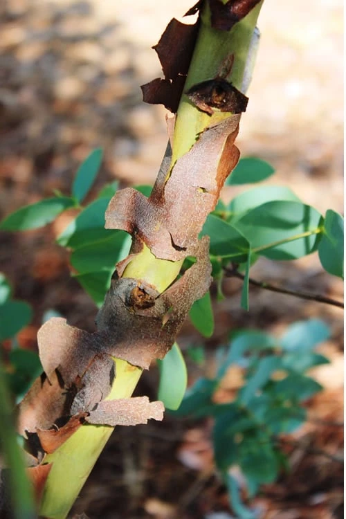 Sheila Cold Hardy Eucalyptus Tree (Eucalyptus Stellulata) - 3 Gallon Pot - Image 9