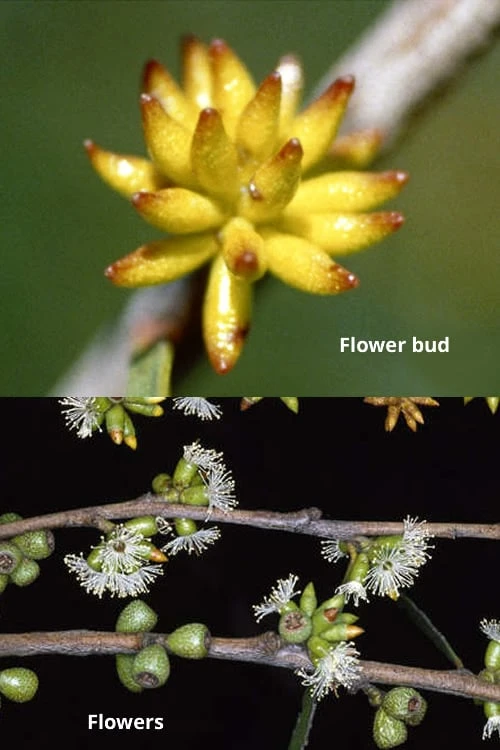 Skinny Minny Hardy Eucalyptus Tree (Eucalyptus Moorei) - 3 Gallon Pot - Image 3