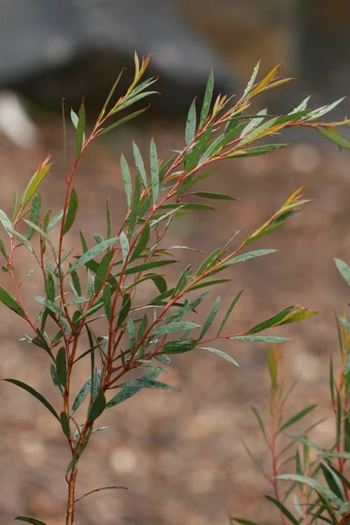 Skinny Minny Hardy Eucalyptus Tree (Eucalyptus Moorei) - 3 Gallon Pot - Image 4