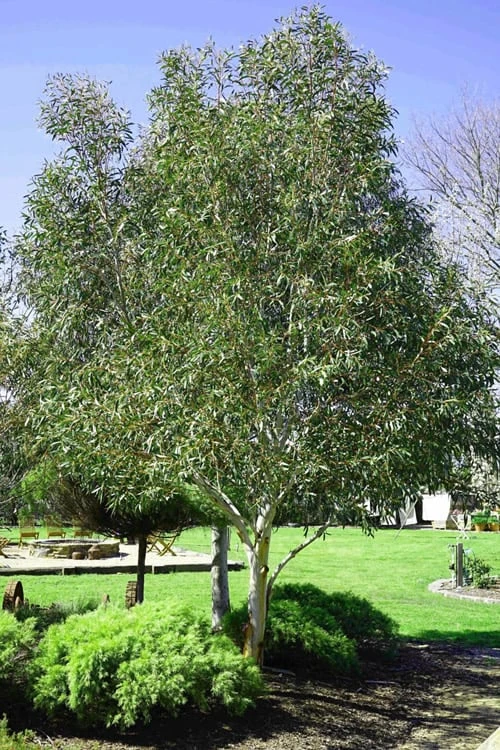 Snow Day Cold Hardy Eucalyptus Tree (Eucalyptus Gregsoniana) - Quart Pot - Image 4