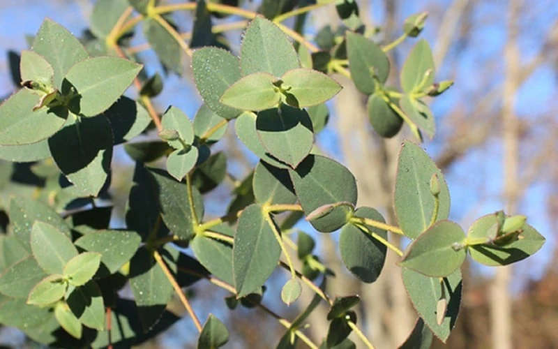 Cab Sav Cold Hardy Eucalyptus Tree (Eucalyptus Rubida) - Quart Pot - Image 4