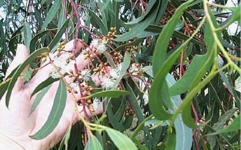 Grace Cold Hardy Eucalyptus Tree (Eucalyptus Elliptica) - 2 Gallon Pot - Image 4